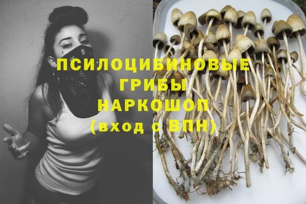 шишки Тайга